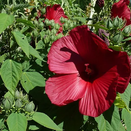 D'hotes Du Clos Semper Felix Frühstückspension 3*