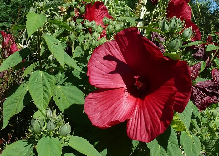 D'hotes Du Clos Semper Felix לינה וארוחת בוקר 3*